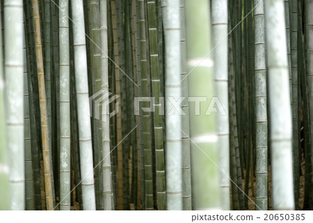Image of bamboo grove (Kyoto Arashiyama, Sagano) 20650385