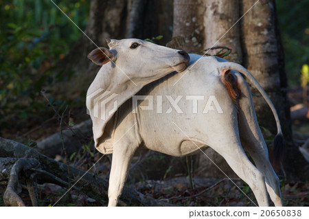 White cow in the coconut forest on Little Andaman White cow in the coconut forest on Little Andaman 20650838