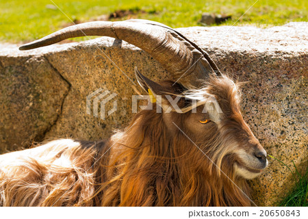 Mountain Male Goat - Italian Alps 20650843