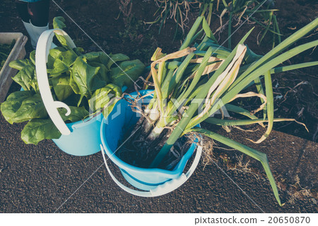 Home gardening harvest retro snap series 20650870