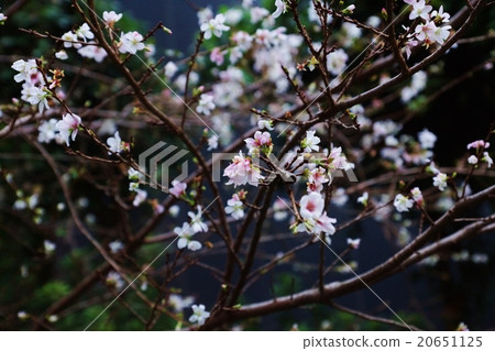 Stock Photo Winter Cherry Blossoms Winter Cherry Blossom Winter Sakura Stock Images Page Everypixel