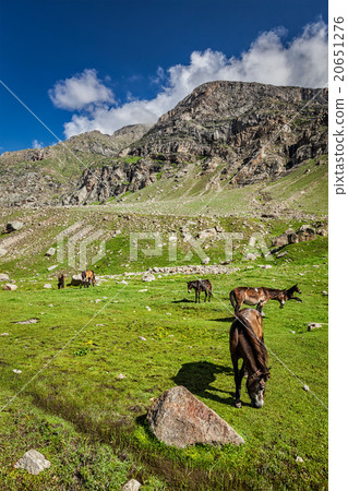 Horses grazing in Himalayas 20651276