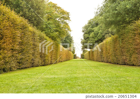 green grass walk pathway autumn color leaves hedge 20651304