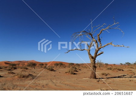 Death tree Hidden Vlei Death tree Hidden Vlei 20651687