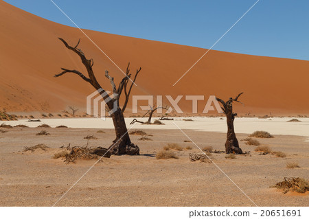 Death tree Hidden Vlei 20651691