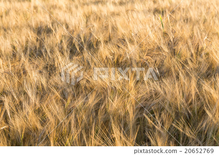 Wheat field Wheat field 20652769