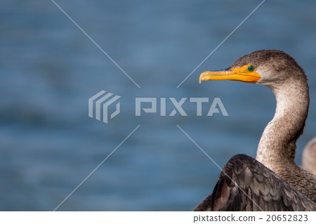 The Double-crested Cormorant Perching 20652823