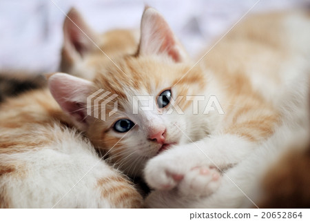 sweet kitty look at camera 20652864