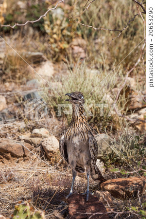 Roadrunner in the Desert 20653290