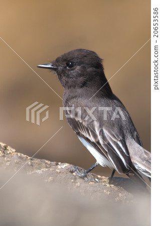 The Wild Black Phoebe Pearching on the Rock The Wild Black Phoebe Pearching on the Rock 20653586