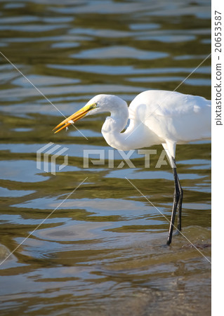 The Great Egret is Fishing at Malibu Lagoon The Great Egret is Fishing at Malibu Lagoon 20653587