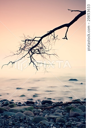 Romantic sunset at wavy sea. Stony beach with tree 20653633