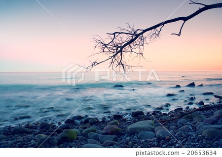 Romantic sunset at wavy sea. Stony beach with tree 20653634