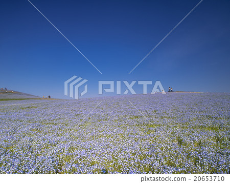 Nemophila Hill 20653710
