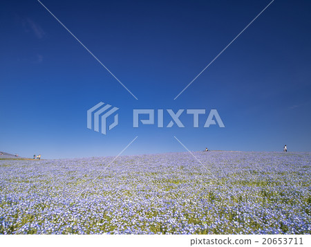 Nemophila Hill Nemophila Hill 20653711