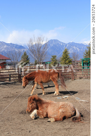 騎馬俱樂部小馬 20653724