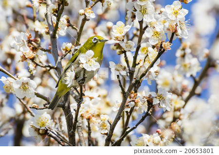 Mejiro and plum blossoms Mejiro and plum blossoms 20653801