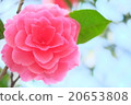 牡丹 20653808