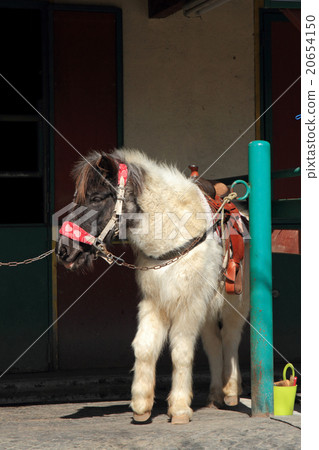 Horse riding club pony 20654150