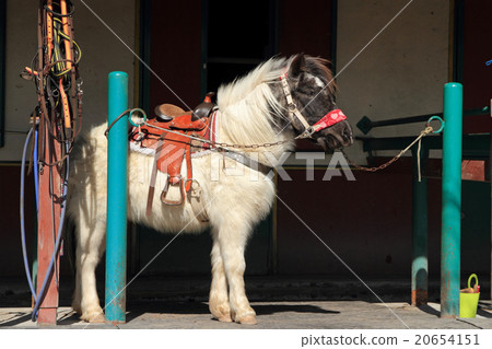 Horse riding club pony 20654151