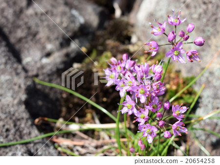 Itodaki of Hirado Island Itodaki of Hirado Island 20654258