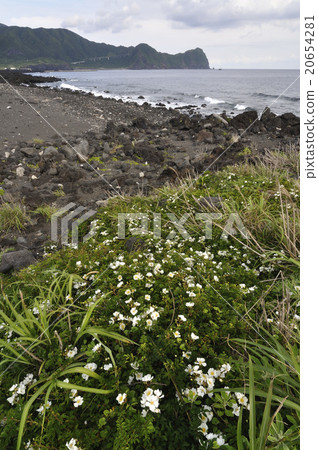 Terihanoyibara 20654281