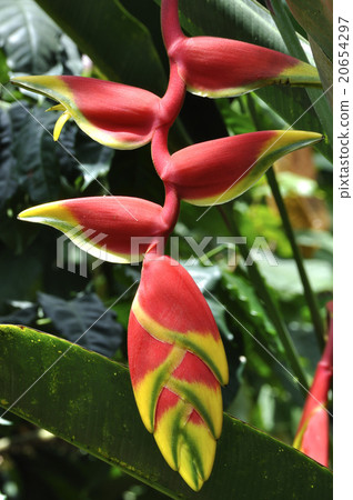 Strange flowers 20654297