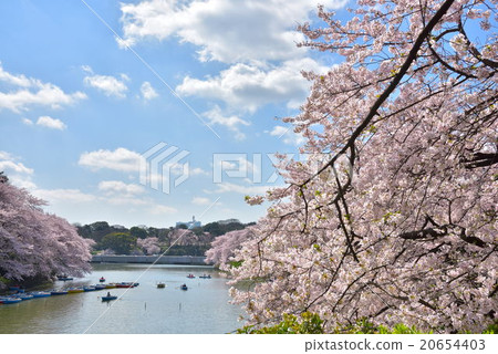 Cherry blossoms at Chidorigafuchi Cherry blossoms at Chidorigafuchi 20654403