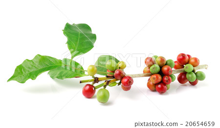 coffee beans isolated on white background coffee beans isolated on white background 20654659