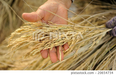 farmer hand holding Jasmine rice. farmer hand holding Jasmine rice. 20654734