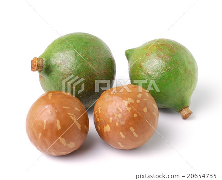macadamia nuts on white background macadamia nuts on white background 20654735