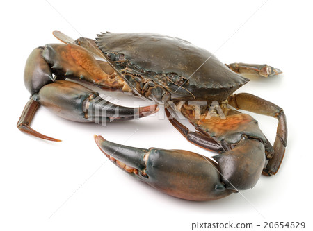 sea crab isolated on white background 20654829