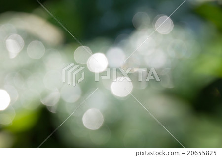 Fresh soft green bokeh bush tree and sunlight 20655825