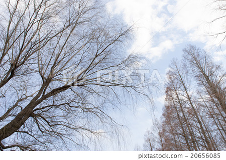 Winter scenery 20656085