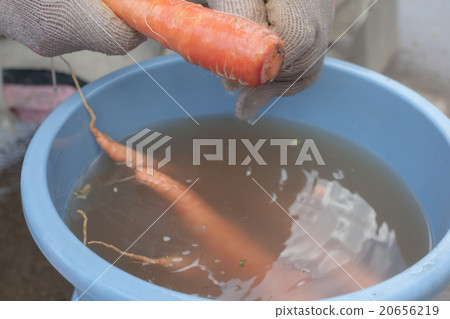 carrots, carrot, washing 20656219