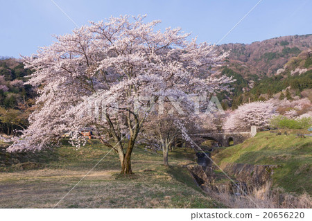 Cherry blossoms on the Kasumiga River Cherry blossoms on the Kasumiga River 20656220