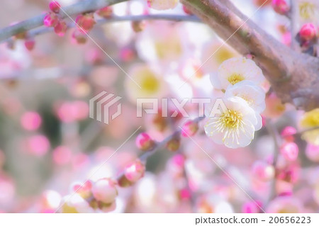 Plum blossom Plum blossom 20656223