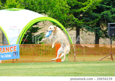 Frisbee dog Labrador's jump and catch moment 2 20656239
