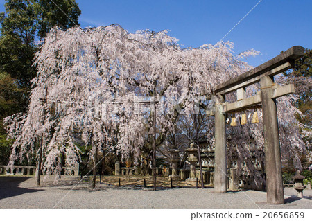 大石神社的大石櫻花 20656859