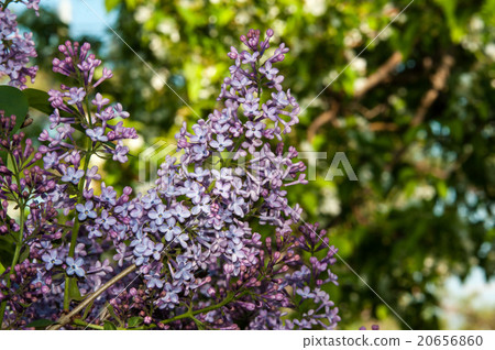 Spring flowers lilac 20656860
