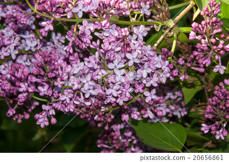Spring flowers lilac 20656861
