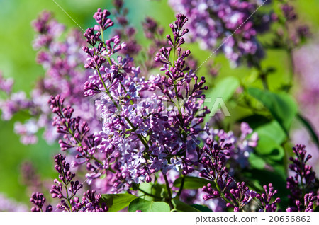 Spring flowers lilac 20656862