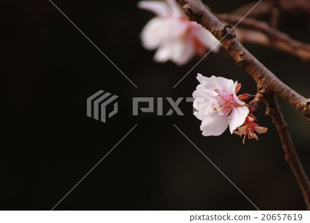 Two-year cherry tree Two-year cherry tree 20657619