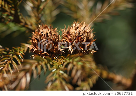 天然植物雪松，去年盛開的雌花。 “松果”Nagare“雪松”是一種新的 20657721