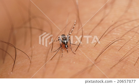 Mosquito 20657877