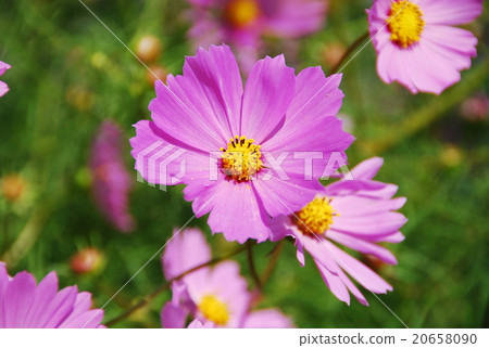 Cosmos 20658090