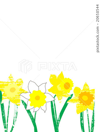 淡淡的水仙花 淡淡的水仙花 20658544