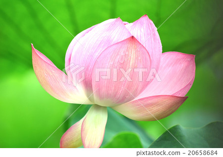 一朵蓮花 一朵蓮花 20658684