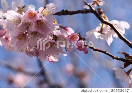 The slowest blooming Chishima cherry tree in Japan 20658697