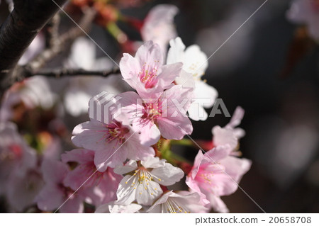 The slowest blooming Chishima cherry tree in Japan 20658708
